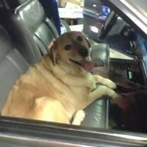 Meet your Posher, Ronald